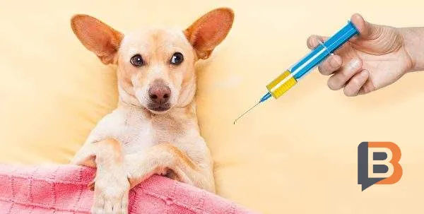 Прикарпаття безкоштовно вакцинувало 31 тисячу тварин від сказу